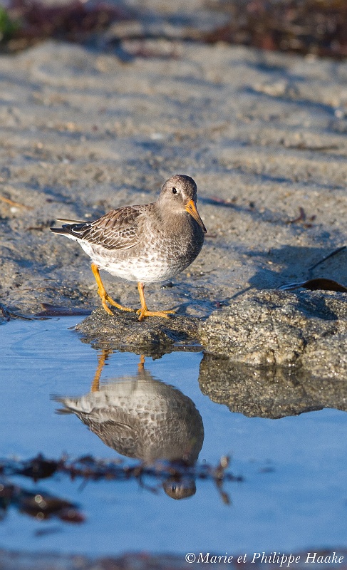 Becasseau violet 2037_wm.jpg - Bécasseau violet - Purple Sandpiper - Calidris maritima(Bretagne, France, janvier 2011)
